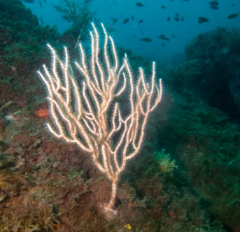 Eunicella singularis - Gorgone blanche de Méditerranée